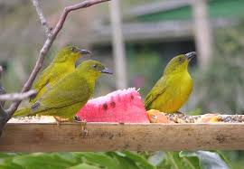 Image result for Ochthocharis