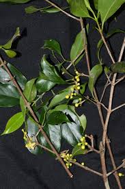 Image result for Garcinia sp. 1.