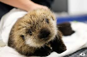 Two Rescued Baby Sea Otters Find Forever Home At Georgia Aquarium