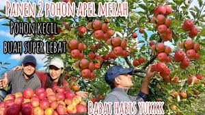 Gambar buah apel dan pohonnya. Panen 2 Pohon Apel Merah Sampai Habis Pohon Kecil Tapi Buahnya Super Lebat Youtube