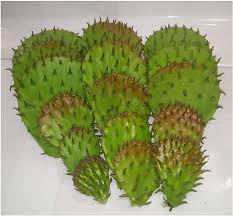 The pads, called nopales or nopalitos, can be found canned in hispanic markets and in. Amazon Com 12 Oz Fresh Tortoise Turtle Iguana Reptile Super Food Spineless Opuntia Prickly Pear Cactus Garden Outdoor