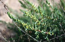 Image result for Lophiocarpus latifolius