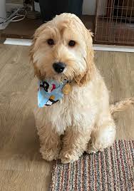 Groom done today ….bailey looking his best ..