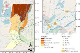 Maybe you would like to learn more about one of these? Emerging Hantaviruses In Central Argentina First Case Of Hantavirus Pulmonary Syndrome Caused By Alto Paraguay Virus And A Novel Orthohantavirus In Scapteromys Aquaticus Rodent Biorxiv