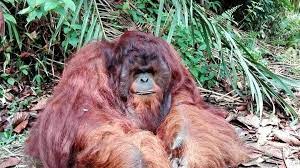 Bukit merah orang utan island foundation, jalan bukit merah, 34400 semanggol, perak darul ridzuan, malaysia. Bukit Merah Orang Utan Island On Instagram Come Visit The Most Handsome Orangutan Named Adam At Orang Utan Island Bukit Merah Perak Or Orang Utans