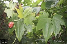 Image result for Diplocyclos