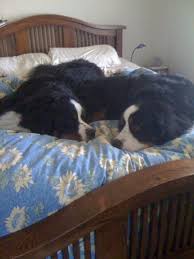 /2 bernese mountain dog and 1/2 great pyrenees. Not Their Bed Boyero De Berna Pastor De Berna Perros