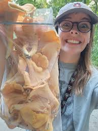 Mushroom Magic Unfolds: Festivals, Weddings, and State Symbols! 🍄** 1.  **Colorado's New State Symbol!** 🎉 Colorado officially designates the  Agaricus julius mushroom, aka Emperor mushroom, as its state mushroom  thanks to bill