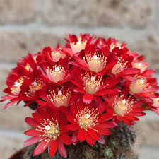 Image result for Clutia hirsuta