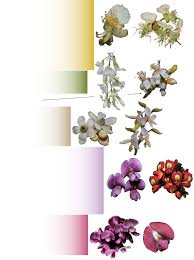 Image result for Ateleia herbert-smithii