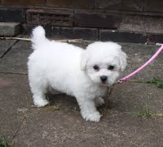 Black Bichon Frise Puppy For Sale My Sweet Baby Girl Lexie Looked Like This When She Was A Puppy Bichon Frise Puppy Bichon Frise Bichon Dog
