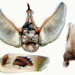 Image result for Eupithecia subumbrata