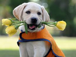This puppies wallpaper might contain border collie. Hd Wallpaper Yellow Labrador Retriver Puppy Flowers Roses Dog Retriever Wallpaper Flare