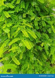 Image result for Moringaceae