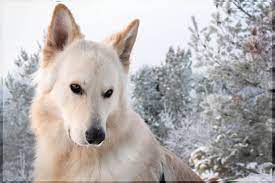 She is healthy, spayed, up to date on shots and house broken. My White German Shepherd When He Was 1 Year Old Imgur