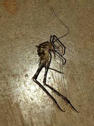 I No Longer Want To Go Into My Basement I Do T Even Wanna Live In My House Anymore Wtf