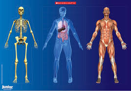 Free Anatomy Posters Download Anatomical Poster