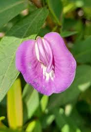 Image result for Centrosema