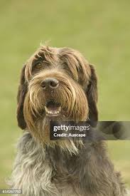 Image result for griffon korthalsův