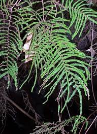 Image result for Gleichenia polypodioides