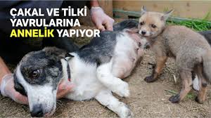 Sahipsiz Kalan Cakal Ve Tilki Yavrularina Kopek Sahip Cikti Youtube