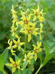 Image result for Lysimachia barbata