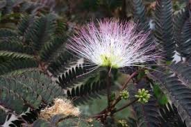 Image result for Albizia zimmermannii