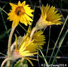 Image result for Haplocarpha