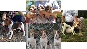 For the right home, most of our adults we would. Puppies For Sale Jeffco Kennels