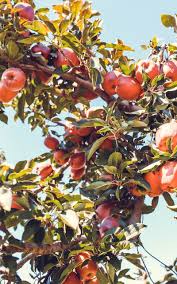 Wallpaper Fruit Tree Branch Red Apples In 2020 Red Apple Apple Wallpaper Wallpaper