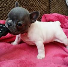 Bebek Fransiz Bulldog Kopek Bulldog Puppies Bulldog French Bulldog Puppies