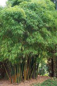 bambusa vulgaris wamin buddha belly bamboo bamboo landscape bamboo species growing bamboo
