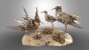 ruffs no 2 3d model by malopolska s virtual museums in 2021 virtual museum natural science museum 3d model