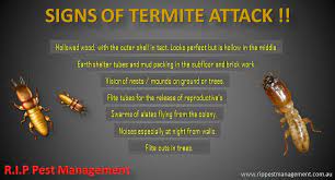 Orkin is the termite control expert. Pest Control North Shore Spider Control Signs Of Termites Pest Control