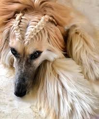 15 Interesting Hairstyles For Afghan Hounds In 2020 Afghan Hound Puppy Hypoallergenic Dogs Afghan Hound