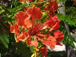 Image result for Delonix