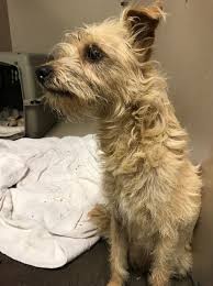 The marin county sheriff's office on sunday released a statement from the family of carol kiparsky and ian irwin, the palo alto couple rescued. Hungry Pizza Stealing Stray Dog Leads To Homeless Puppies Rescue Cbs San Francisco