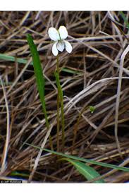 Image result for Launaea violacea