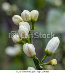 The sunburst tangerine tree, botanical name citrus reticulata 'sunburst', is an evergreen citrus tree of the flowering family rutaceae. Flowers Of A Tangerine Tree Among Leaves Close Up Canstock
