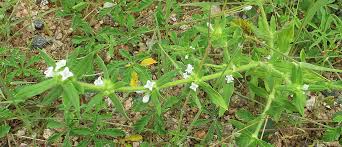 Image result for Spermacoce senensis