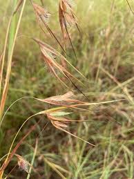 Image result for Themeda triandra