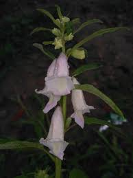 Image result for Pedaliaceae