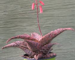 Image result for Agelanthus deltae