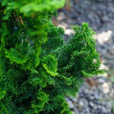 Image result for Cynorkis buchananii