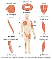 Histology Of Muscle Muscle Mechanics Human Anatomy And Physiology Muscle Anatomy