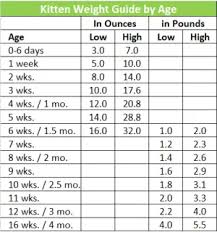 This is a guide only, as all animals work to their own schedules. Cat Body Shape Guide Ideal Size Weight And Body Shape For Cats And Kittens Mobile