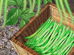 The lima bean is a tender annual. How To Grow Lima Beans 13 Steps With Pictures Wikihow