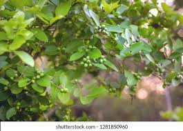 Image result for Carissa spinarum