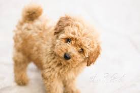 40 amazing poodle dog puppies pictures tail and fur puppy dog pictures poodle poodle dog