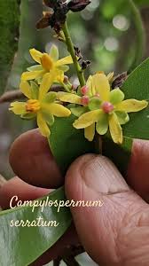 Image result for Campylospermum